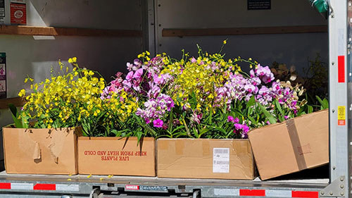 Philanthropy in Action - June 2025 - Orchids