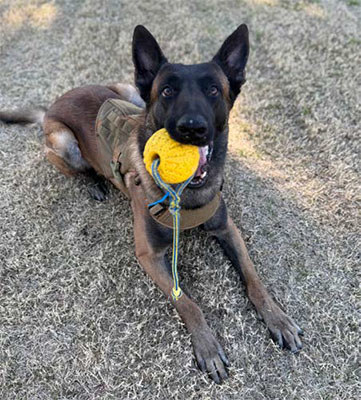 2026 Impact Report - K-9 Security Program